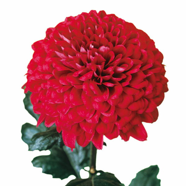 ��֤���/[26ǯ4����ͽ��]�Х롼��ޥࡧ�֥ꥺ���֡�2.5��ݥå�