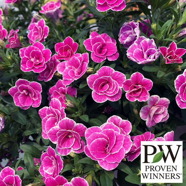 草花の苗/[24年3月中下旬予約]カリブラコア：スーパーベル ダブルピンクリップル3号ポットのサムネイル