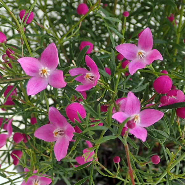 [26年3月中下旬予約]ボロニア：サラマンダー5号鉢植え