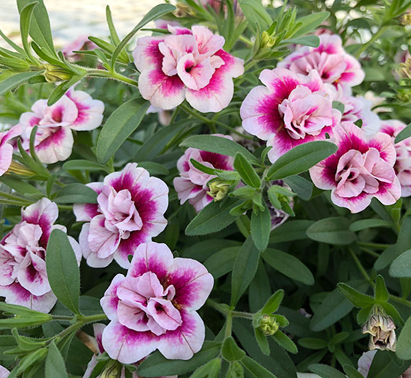 草花の苗/[26年4月下旬予約]カリブラコア（八重咲）：ウノダブル チェリーフリル3.5号ポット