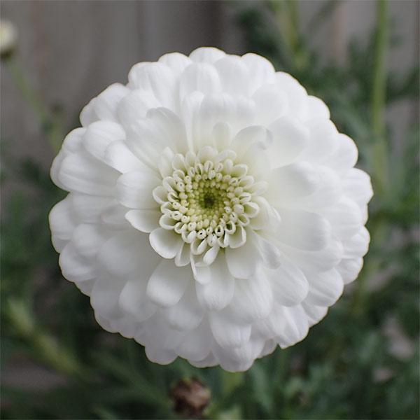 草花の苗/[24年3月中下旬予約]マーガレット：マルコロッシ3.5号ポットのサムネイル