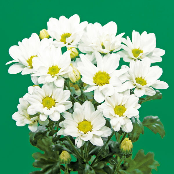 楽天市場】小菊の苗の通販