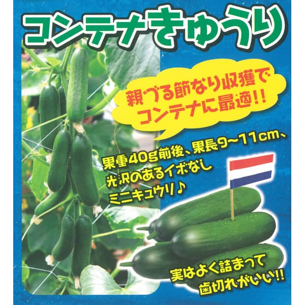 野菜の苗/[26年4月下旬予約]コンテナきゅうり3号ポット