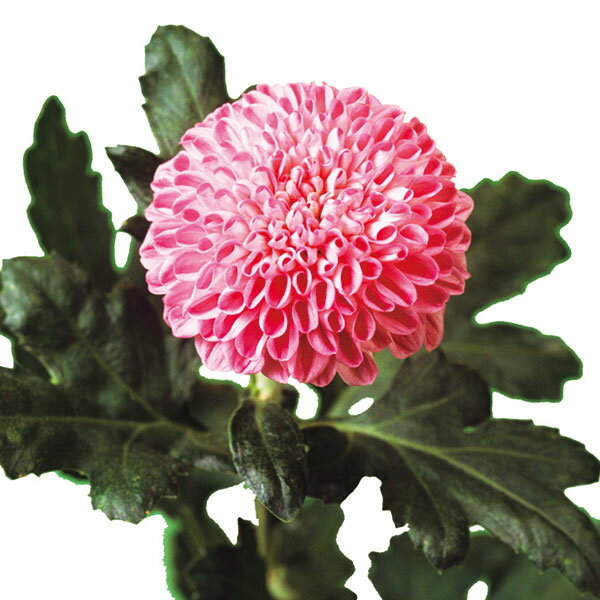 ��֤���/[26ǯ4����ͽ��]�Х롼��ޥࡧ��եȡ�����2.5��ݥå�