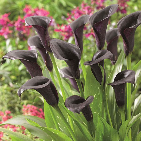 球根/[26年3月中下旬予約]カラー：オデッサ（黒）1球入り