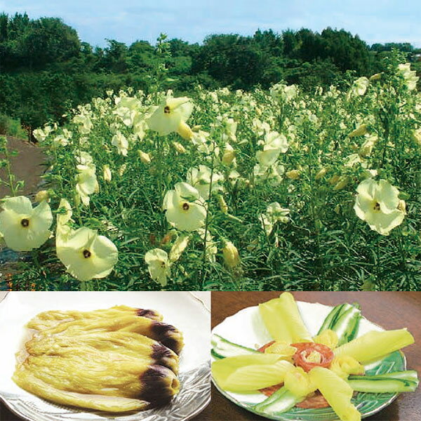 野菜の苗/[25年5月中下旬予約]花オクラ3号ポット 6株セットのサムネイル