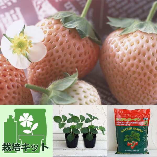 野菜の苗/[25年9月中下旬予約]...