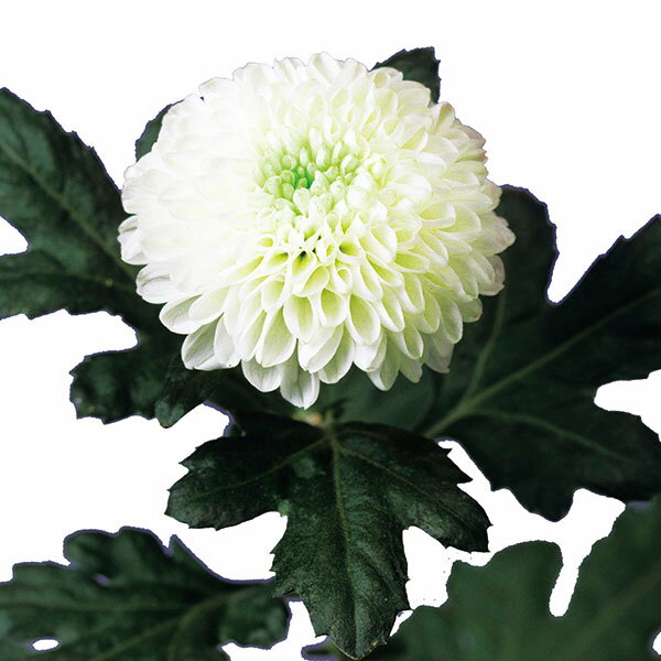 ��֤���/[26ǯ4����ͽ��]�Х롼��ޥࡧ����������2.5��ݥå�