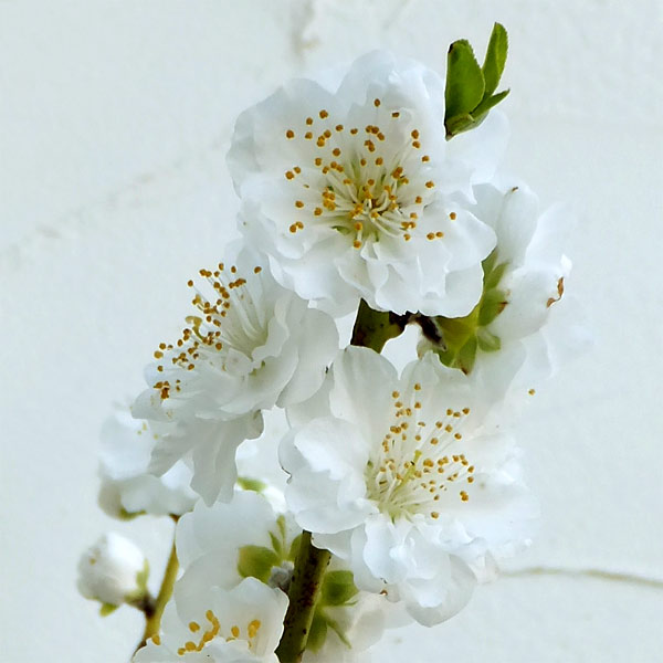 花木 庭木の苗/[25年12月上中旬予約]花桃：寒白（カンパク）4～5号ポット