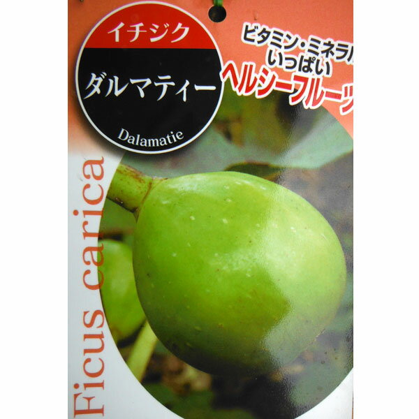 果樹の苗/[26年3月中下旬予約]イチジク：ダルマティー3号ポット