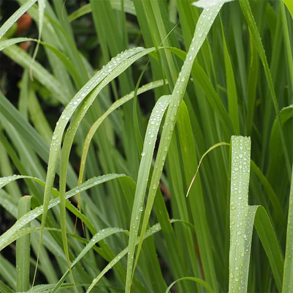 ハーブの苗/[26年3月中下旬予約...