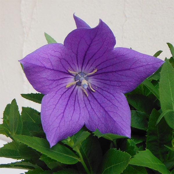 草花の苗/[26年8月下旬予約]キ...