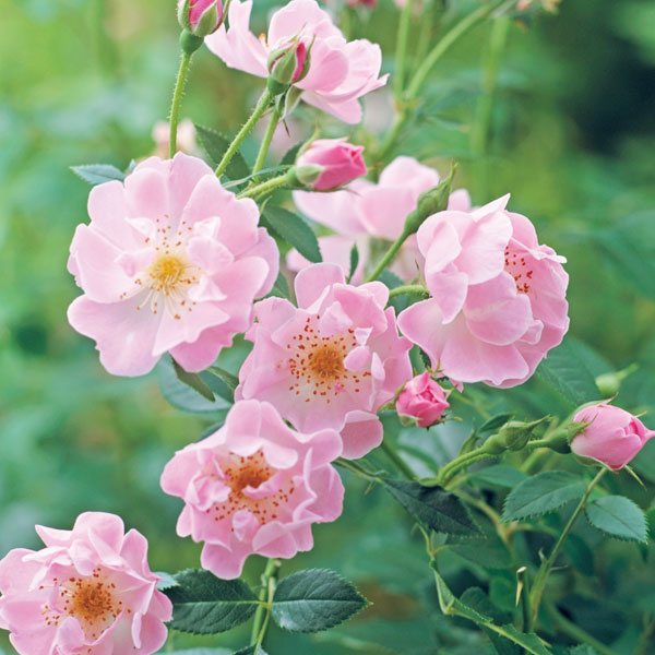 バラの苗/[26年1月中下旬予約]...