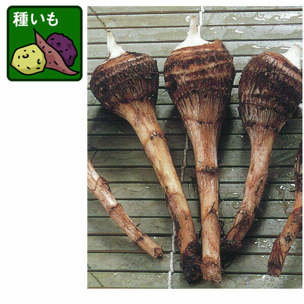 野菜の苗/[26年4月下旬予約]サトイモ：八つ頭（やつがしら）(種芋)500g