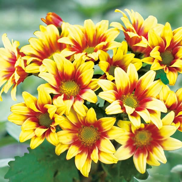 楽天市場】菊（花の苗物｜苗物）：ガーデニング・農業<花・ガーデン