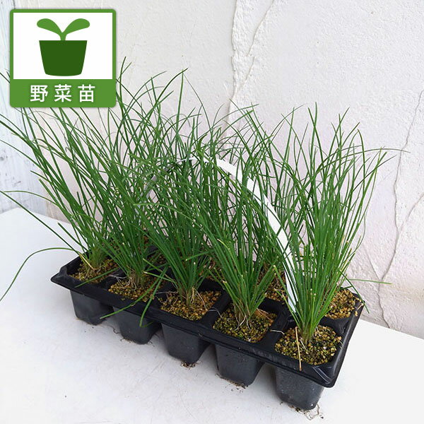 野菜の苗/[25年9月中下旬予約]おくだけニラ10連パックのサムネイル