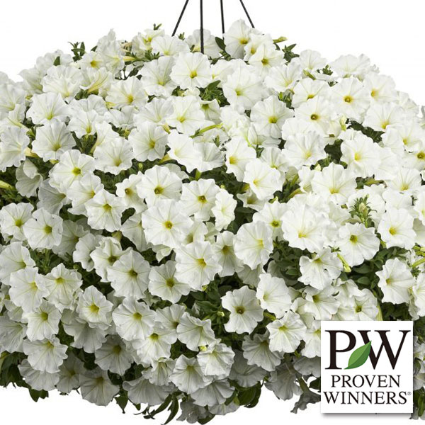 草花の苗/[24年3月中下旬予約]ペチュニア：スーパーチュニアビスタスノー3号ポットのサムネイル