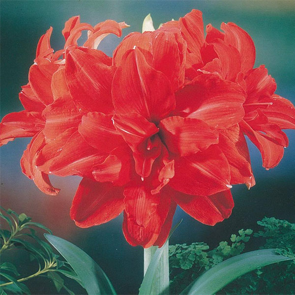 球根/[26年3月中下旬予約]巨大輪八重咲きアマリリス：レッドピーコック（赤）1球