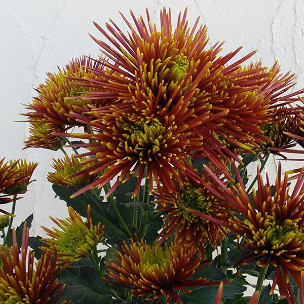 [25年12月上中旬予約]ポットマム（菊）：チスパ5号ポット