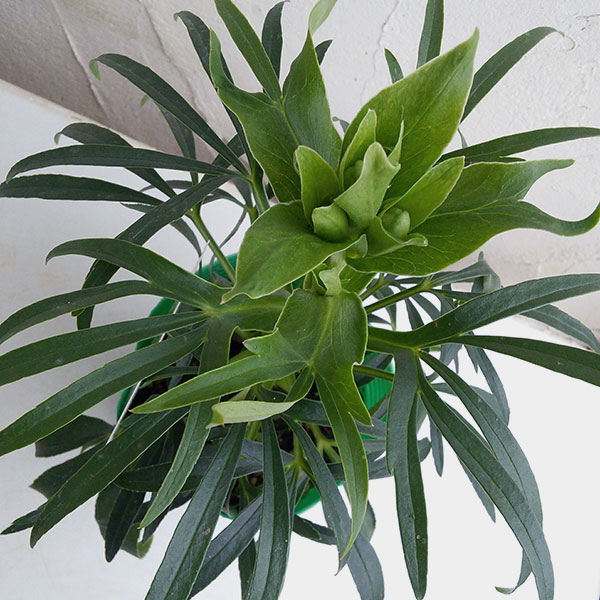 [25年11月中下旬予約]松村ナー...