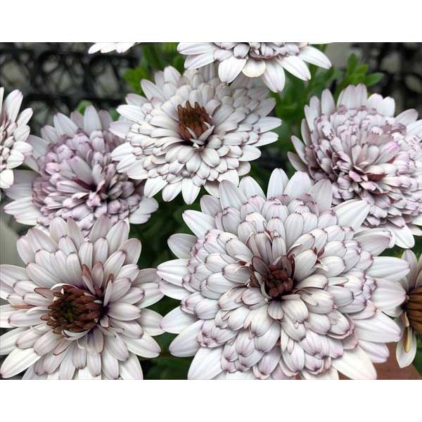 草花の苗/[25年3月中下旬予約]オステオスペルマム（ダブル）：サンドベージュ3.5号ポットのサムネイル