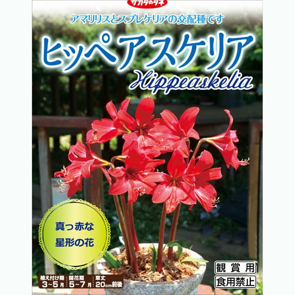 球根/[26年3月中下旬予約]ヒッペアスケリア：1球入り