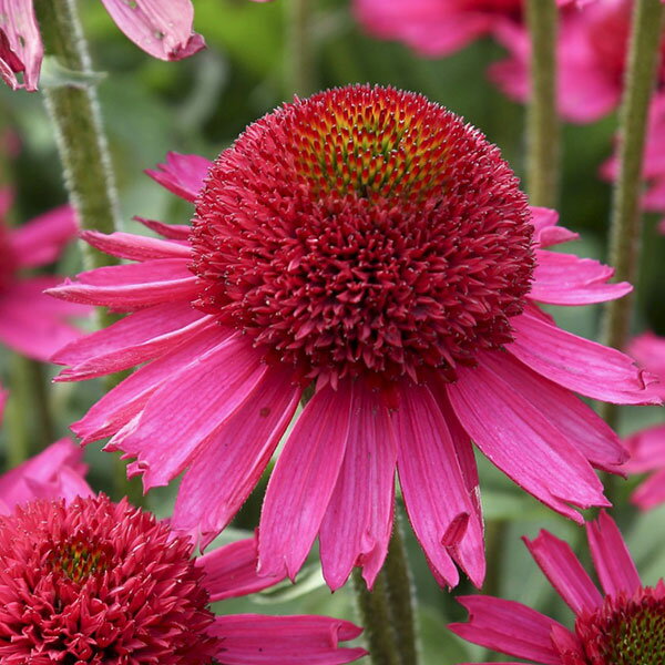 草花の苗/[25年9月中下旬予約]エキナセア：デリシャスキャンディ3.5号ポットのサムネイル