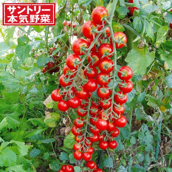 4月に植える野菜！家庭菜園初心者におすすめの苗や種は？