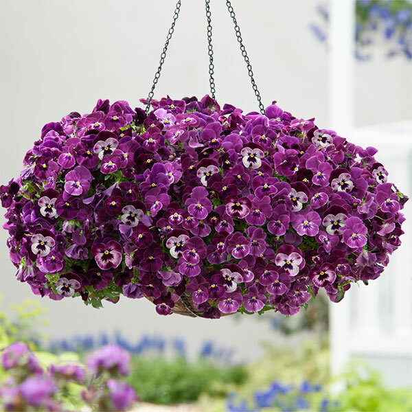 草花の苗/[25年10月中下旬予約...