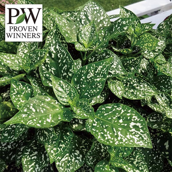 草花の苗/[26年4月下旬予約]ガーデンヒポエステス・ピッピ・ホワイト3号ポット