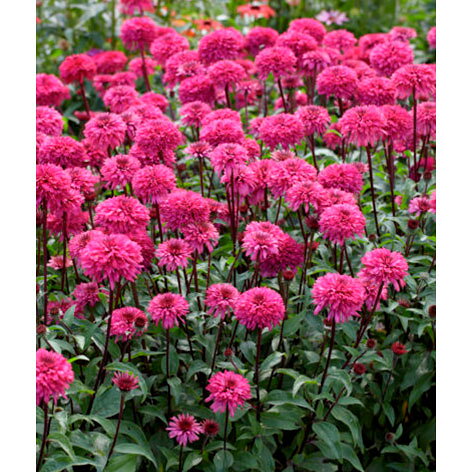 草花の苗/[26年10月中下旬予約...