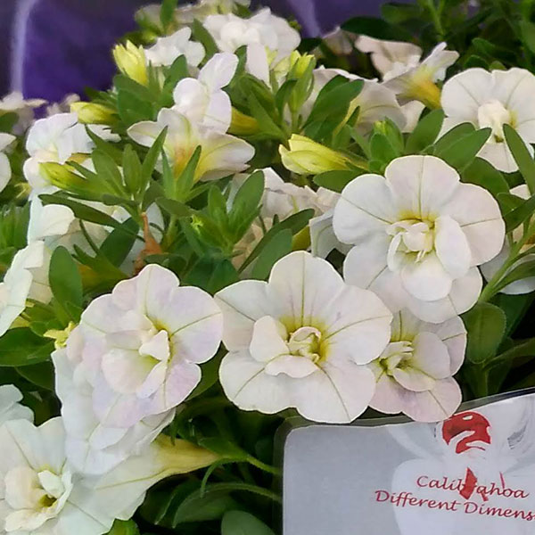 草花の苗/[26年4月上旬予約]カリブラコア：スノープリンセス3.5号ポット