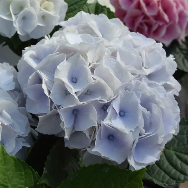 花木 庭木の苗/[26年2月中下旬予約]アジサイ：シルクサファイヤ3.5号ポット