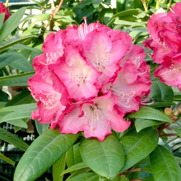 花付きが良い極早咲き品種 鉢植え向き花木 庭木の苗/[26年9月中下旬予約]西洋シャクナゲ：ストロベリーサンデー3.5号ポットシャクナゲはツツジと同じく、約800種もあるといわれるロードデンドロン属で、日本には古来から豊富な自生種があります。そのほとんどが高山や寒冷地で育つ品種のため、かつては栽培が難しいとされていました。最近、品種改良により耐暑性が高まり、一挙に強健花木となり、現在は庭園樹、街路樹や公園樹としても多く利用されています。花色が豊富で、開花時には大変豪華な花が楽しめます。濃く鮮明な紅桃色にブロッチの無い底白で、イチゴのような赤色とアイスクリームのような白色の混じりあう大輪の花が20輪程集まってドーム状の花房を作ります。非常に花付きが良く、夏から秋に伸びた新芽にも花芽が着きやすい性質があります。 樹勢は間延びせず、厚みのある葉は艶やかな光沢があり観葉植物のようで、葉だけでも楽しめます。3月下旬から4月上旬開花の極早咲きで、他のシャクナゲに先駆けて開花します。タイプツツジ科の耐寒性常緑低木樹高2m開花期3月下旬〜4月上旬栽培適地東北地方以南栽培方法:日当たり、水はけのよい場所に腐葉土をたっぷり施して植えてください。やや盛り土気味に植え付け、根元はピートモスなどで覆って乾燥防止してください。剪定は可能ですが、自然樹形のままのほうがきれいにまとまります。花芽分化は7〜8月なので、この頃以降はなるべく枝を切らないようにしてください。肥料は、1〜3月に寒肥として根元に腐葉土などを施し、花後の5月、7月下旬から8月上旬、10月にそれぞれ追肥として緩効性化成肥料を施してください。高温や乾燥にやや弱いので、夏場に西日が強くあたる場所はさけてください。お届けするのは3.5号（直径10.5cm）ポット植え、樹高約15〜30cmの苗です。樹高は入荷時期により多少変動します。写真は成長・開花時のイメージです。■9月中旬〜9月下旬頃のお届けの予約販売です。・出荷開始予定：2026年9月中旬〜・注文締切日：2026年9月14日（月）午前7時まで・「9月中下旬予約」カテゴリ以外の商品とはご一緒にご注文いただけません。（商品名の頭に「[26年9月中下旬予約]」が付いている商品となります）・ご注文同士をおまとめすることはできません。送料はそれぞれにかかります。・お届け日のご案内は2026年9月15日（火）以降にメールにてお知らせします。お届け日指定はお受けできませんが、曜日や時間帯のご指定は承ります。（受信できるアドレスにてご注文お願いします。）・品種・作柄によりお届け時期が変更になったり、お届けできなくなる場合がございます。