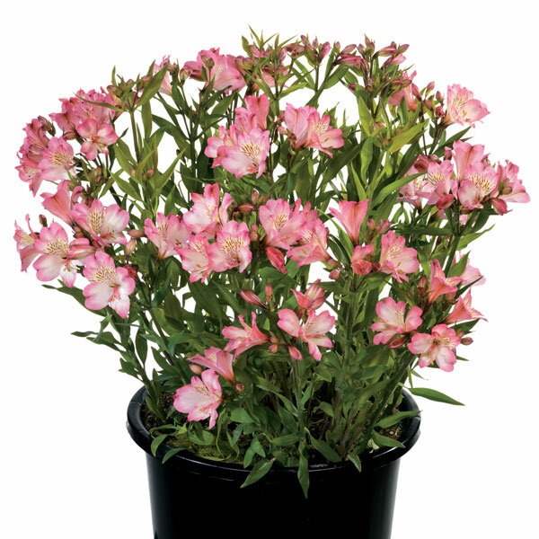 草花の苗/[26年4月上旬予約]アルストロメリア：サマーブレイク3.5号ポット