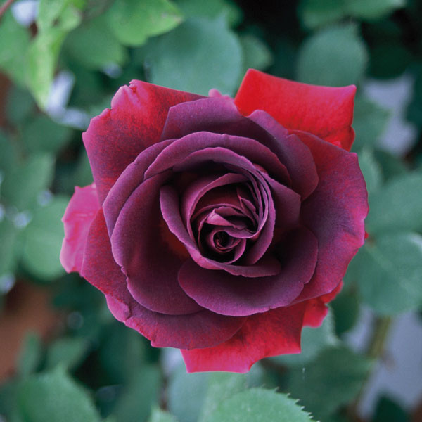 バラの苗/[送料無料][26年4月下旬予約]つるバラ：みかも新苗