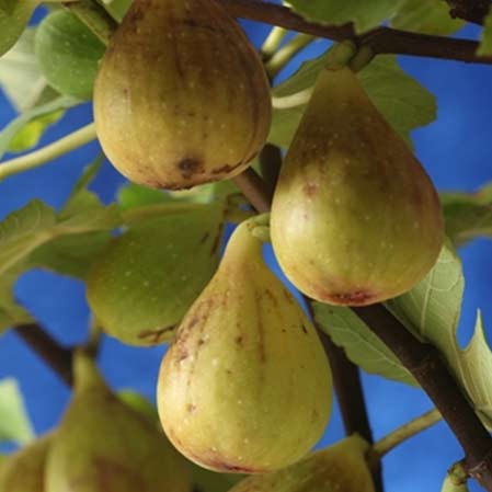 果樹の苗/[26年3月中下旬予約]イチジク：ジャンボイチジク4号ポット