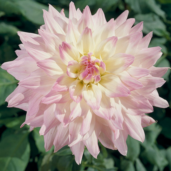 草花の苗/[26年5月中下旬予約]...