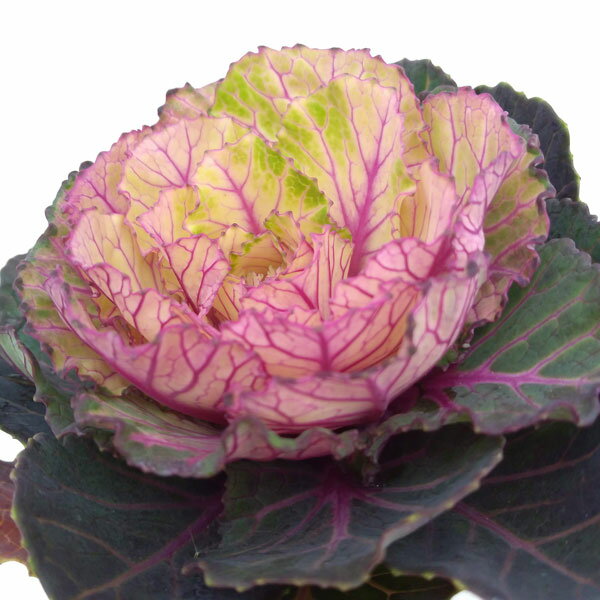 草花の苗/[25年11月中下旬予約...