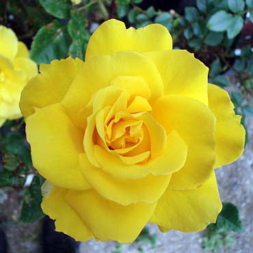 バラの苗/[送料無料][26年4月上旬予約]ハイブリッドティー：ヘンリー・フォンダ新苗