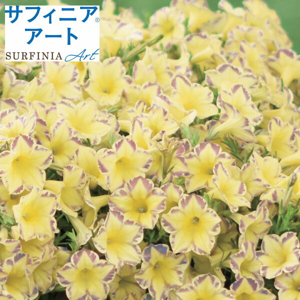 草花の苗/[26年3月中下旬予約]ペチュニア：サフィニア