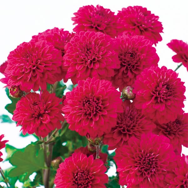 楽天市場】友禅 菊 苗の通販