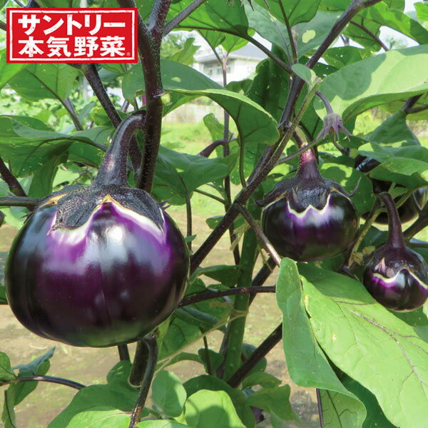 野菜の苗/[25年4月下旬予約]ナス：クリーミー揚げナス3号ポット 6株セットのサムネイル