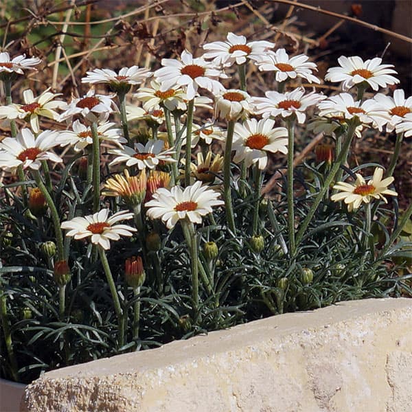 草花の苗/[26年1月中下旬予約]ローダンセマム：ムーン3.5号ポット