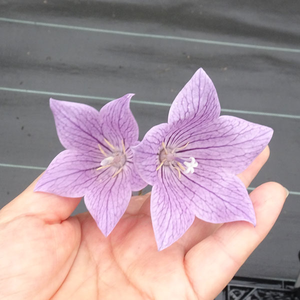 草花の苗/[26年6月中下旬予約]おもてなしキキョウ(桔梗）：一重系あずき4号ポット（高性）