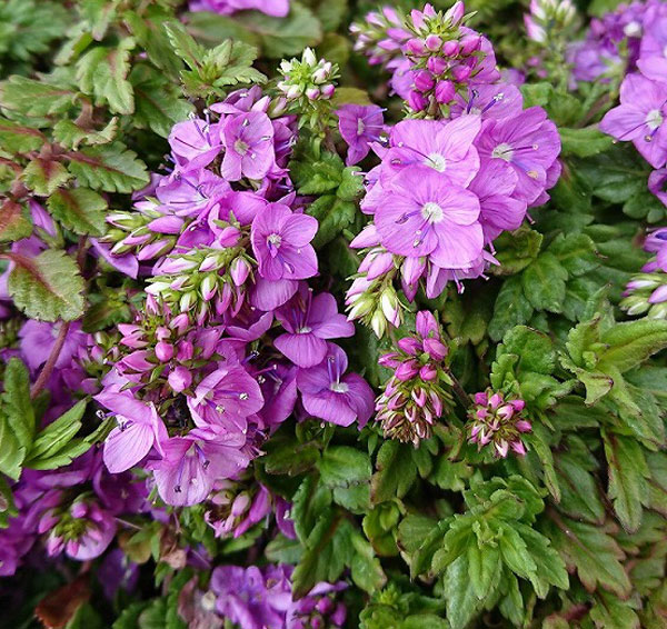 4月〜6月開花 愛らしいピンクの穂咲き宿根草 fセレクト低草花の苗/[26年3月中下旬予約]ベロニカ：ミセスホルト ピンク3.5号ポットベロニカはコーカサス原産の多年草で、草丈は低く横に広がるような状態に広がります。ベロニカ・プロストラータスから生まれた大輪の園芸品種で、春にピンクのかわいらしい花をつけます。横にどんどん伸び広がるので、グランドカバーやハンギングバスケット、鉢植えに向いています。学名：Veronica prostrata 'Mrs. Holt　Pink'タイプ：ゴマノハグサ科の耐寒性落葉宿根草草丈：15cm開花期：晩春日照：日向むき栽培方法：日当たり、水はけがよく、肥沃な場所を好みます。水はけが悪いと枯れるので注意してください。植え場所をよく耕し、腐葉土をすきこんで植えつけます。年々株が増えますので、3年に1回程度株分けをかねて植え替えてください。春先のアブラムシに注意し、薬剤などで防除してください。挿し木でふやすことができます。写真は成長時（開花時）のイメージですが、お届けの際はまだ苗の状態です。お届け時の苗姿は個体差があります。表示の写真と異なる場合がございます。■3月中旬〜下旬お届けの予約販売です。・注文締切日：2026年3月9日（月）午前7時・別々のご注文をおまとめすることはできません。送料はそれぞれにかかります。・お届け日は3月10日以降にメールでご案内します。お届け日指定はお受けできませんが、曜日や時間帯のご指定は承ります。（受信できるアドレスでご注文ください）・品種によりお届け時期の変更や、お届けできなくなる場合があります。[26年3月中下旬予約]ベロニカ：ミセスホルト ピンク3.5号ポットの栽培ガイドナチュラルガーデン　エフメールセレクト（fセレクト）の草花苗