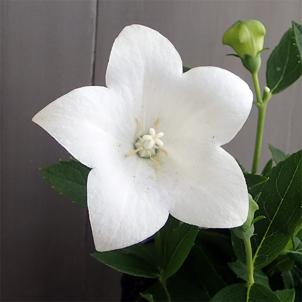 草花の苗/[26年8月下旬予約]キ...