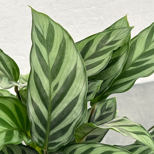 観葉植物/[26年3月中下旬予約]カラテア：フレディ 4号鉢植え