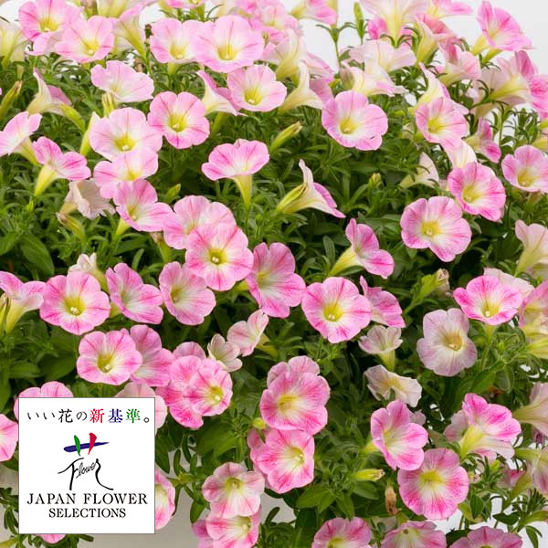 草花の苗/[26年4月上旬予約]ペチュニア：YES！ピンクスマイル3-3.5号ポット