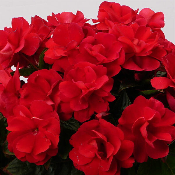 ニューギニアインパチェンス ワイルドロマンスの商品画像